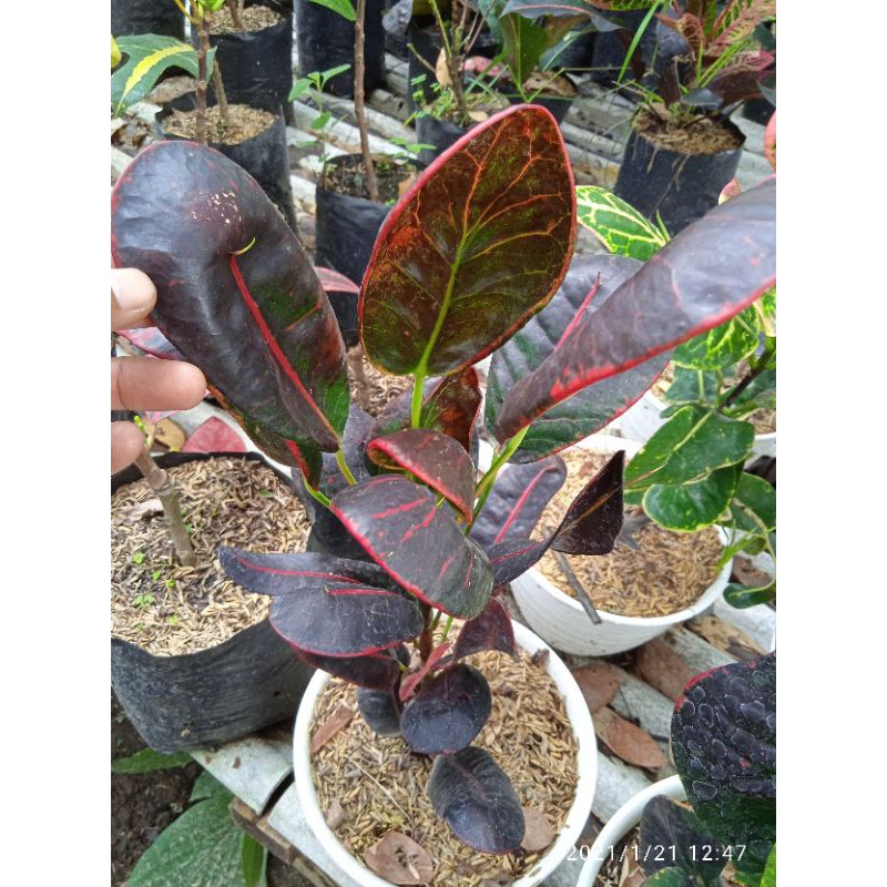 bunga puring apel centong/kerang murah berkwalitas terjamin