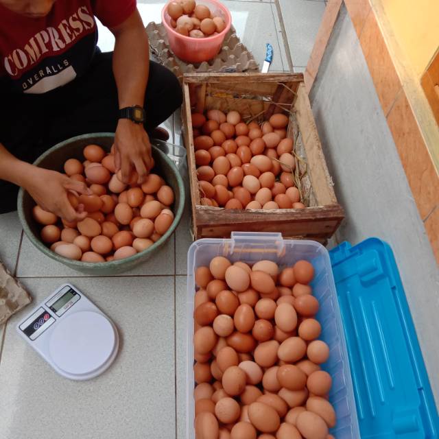 

Telur Ayam Fresh