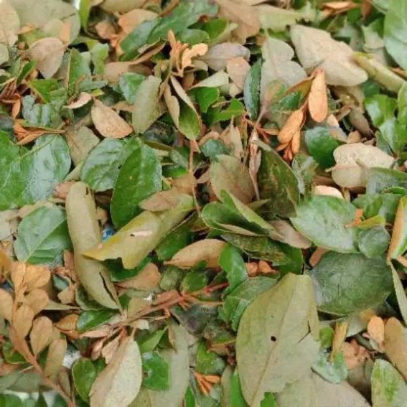 

Daun benalu jengkol frees 1 kg herbal