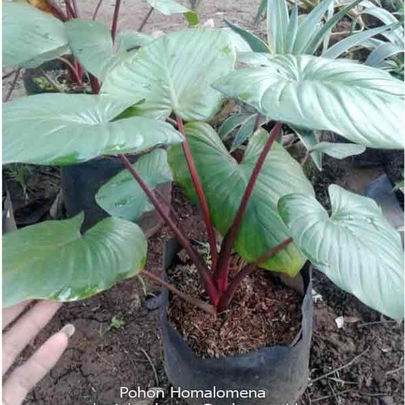 TANAMAN HOMALOMENA MERAH