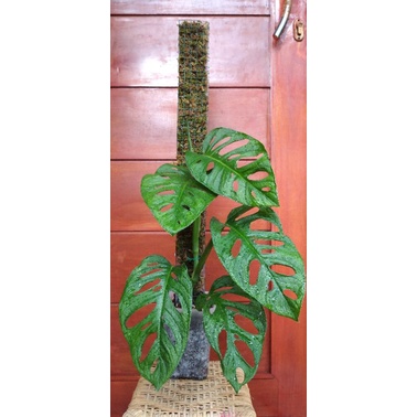 Tanaman Hias Monstera Acuminata Daun Besar