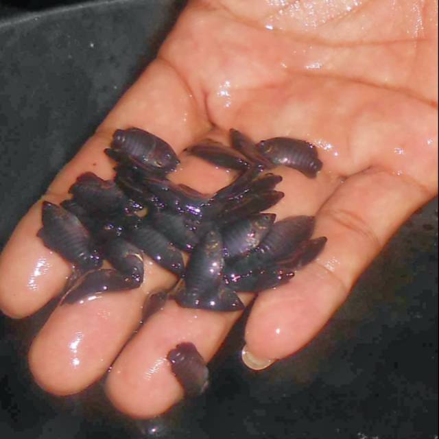 Bibit ikan gurameh (kuaci)(200ekor)