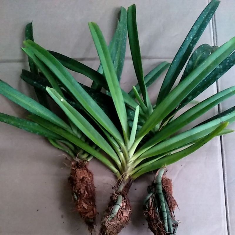 Anggrek Retusa ekor tupai