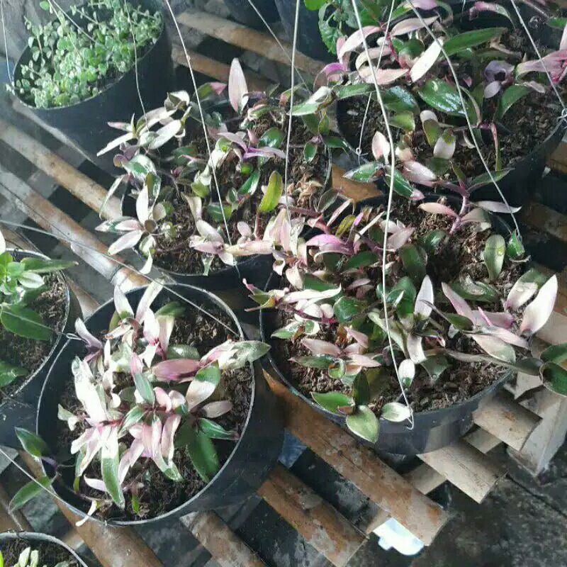 tanaman hias gantung lidah kera-tanaman hias pot gantung lidah kera berwarna-lidah kera pohon gantu