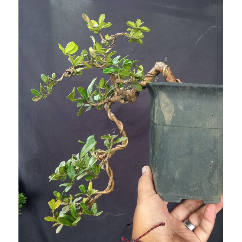 Bonsai kingkit buah hitam