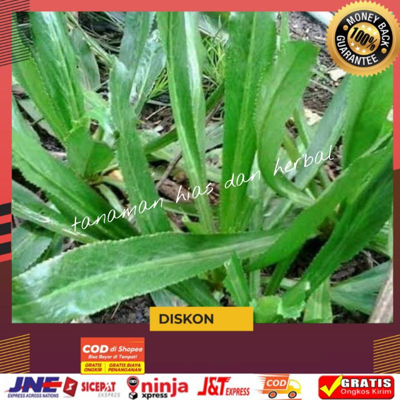 

Obat herbal daun walang sangit walang cina segar fresh 500gram termurah bisa COD