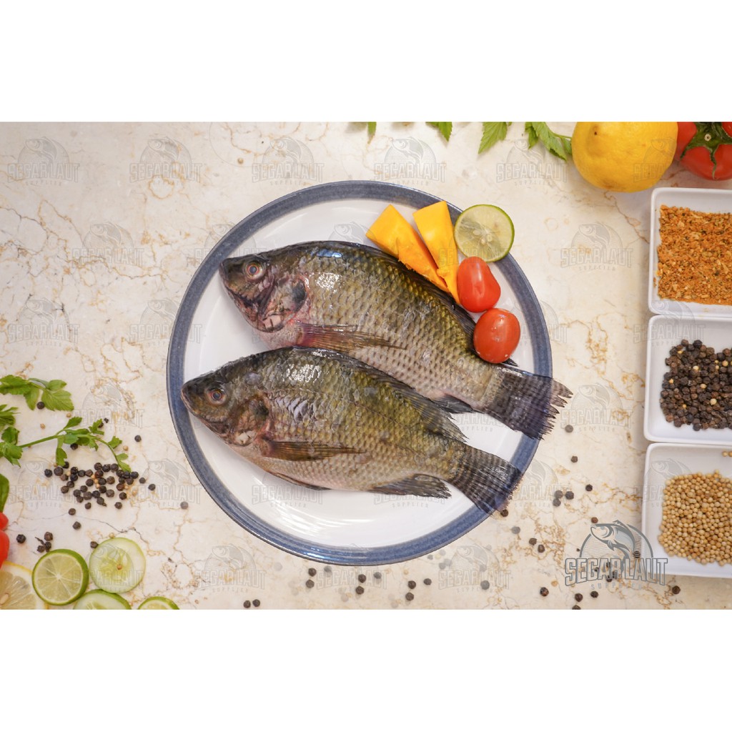 

IKAN MUJAIR | TILAPIA | FRESH