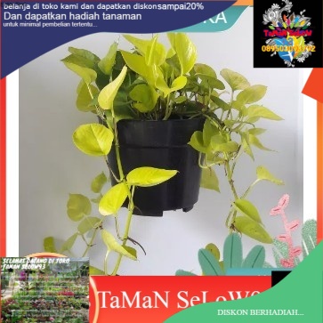 Tanaman Gantung srigading lemon | Srigading love| Pohon Srigading