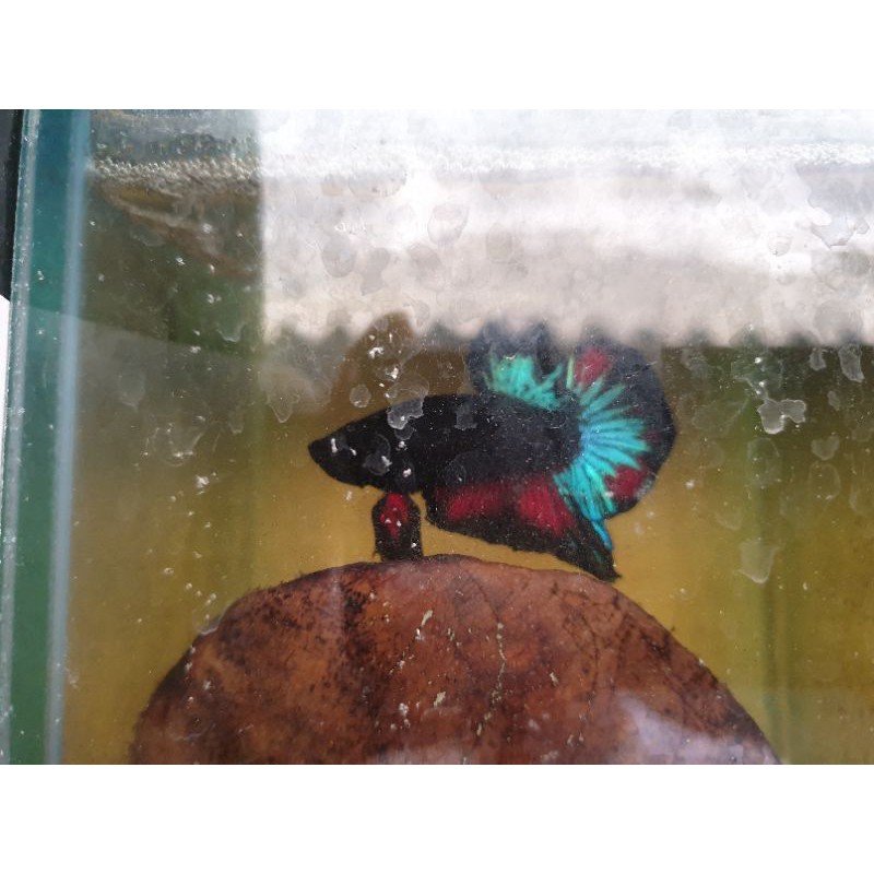 Cupang Black Series Real Pict