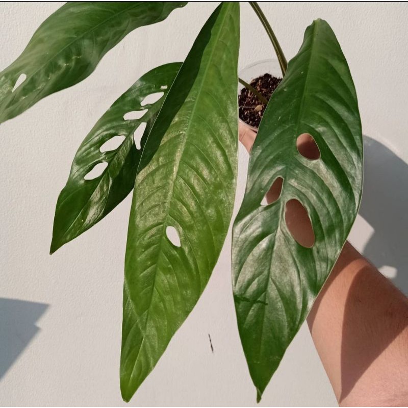 rhaphidophora megasterma