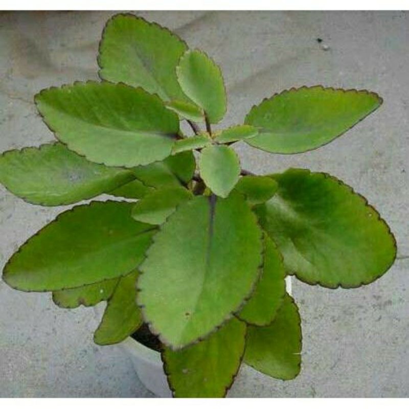 cocor bebek murah benih cocor bebek herbal cocor bebek