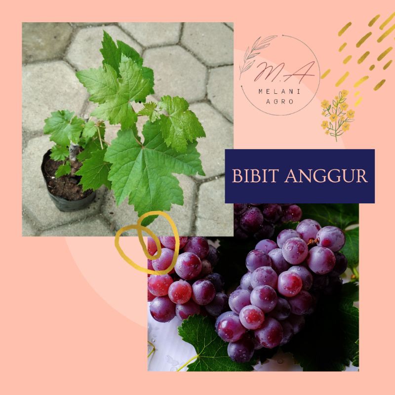 Anggur Bibit Jupiter, BISA COD bibit anggur import, bibit anggur akademik, bibit anggur ninel