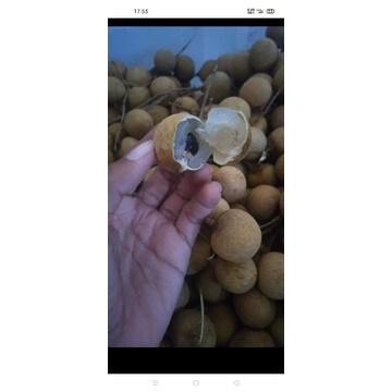 

Biji kelengkeng(10biji)