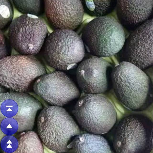 

Avocado usa
