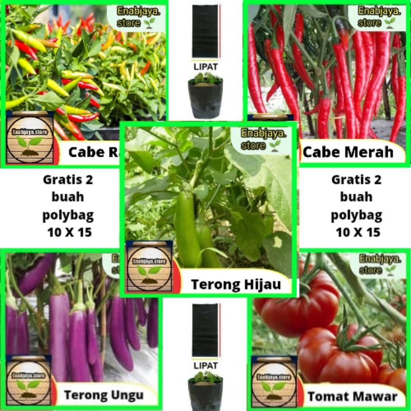 Paket Benih Hemat Sayur Rumahan Cabe rawit, Terong hijau, Terong ungu, Cabe besar, Tomat mawar / Ran