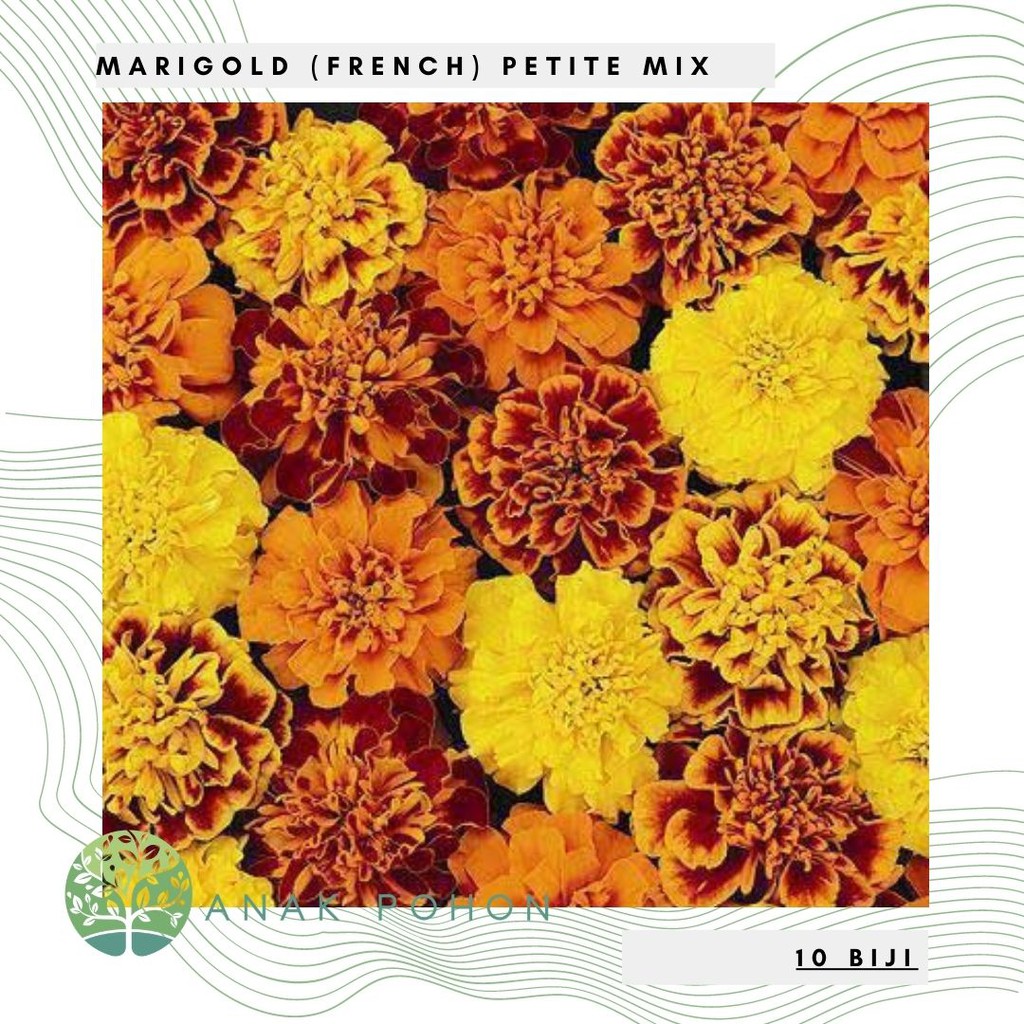 Benih Bibit Biji - Bunga Marigold (French) Petite Mix Flower Seeds - IMPORT