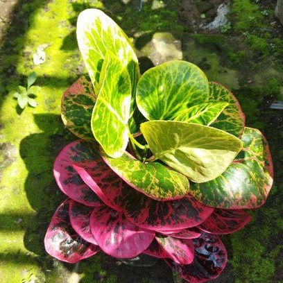 TANAMAN HIAS PURING APEL BUSARIN