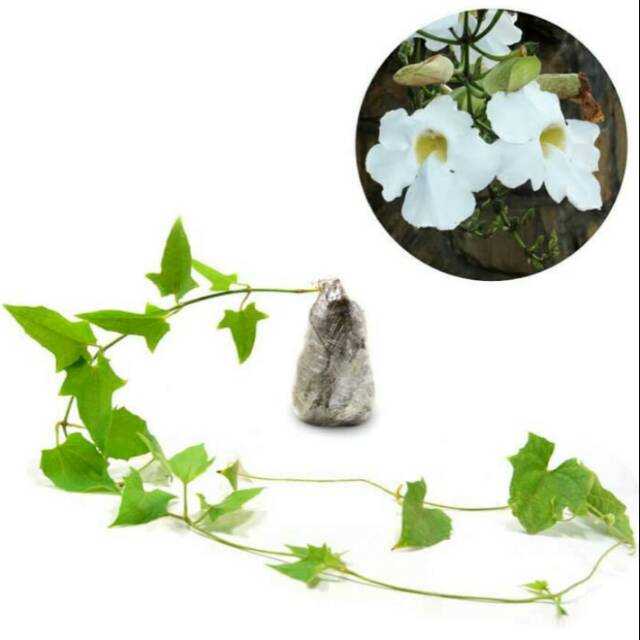 Tanaman Hias Rambar Thunbergia Bunga Putih Dan Biru