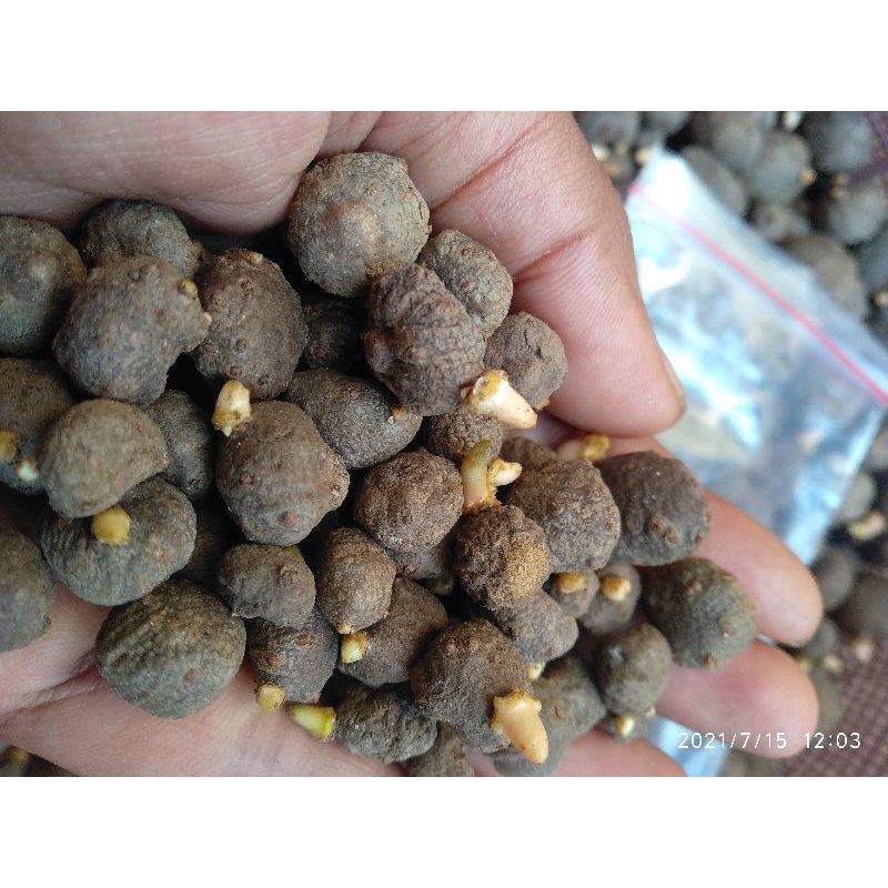 BIBIT PORANG KATAK SUPER MINI HARGA TERMURAH BIBIT PORANG DARI KATAK DAN UMBI DORMEN