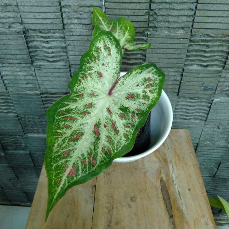 Jual Tanaman Hias Keladi Wayang Putih Pohon Caladium Corong Shopee Indonesia 9695