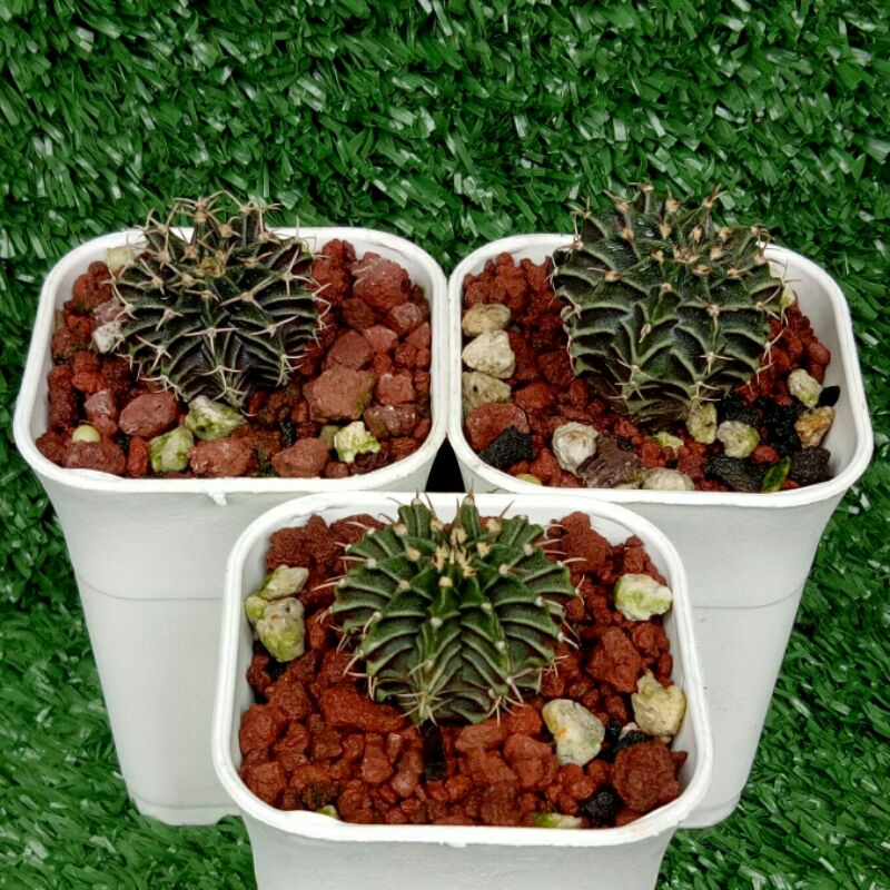 Kaktus Gymno LB 2178 Hybrid