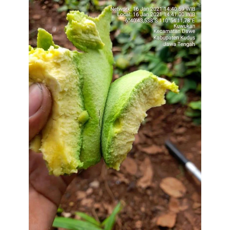 

ALPUKET MENTEGA MURIA SUPER 1 KG