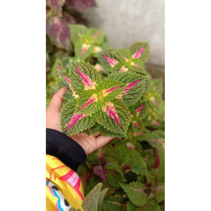 Tanaman Hias Miana -coleus - jawerkotok ( id.stroberi)