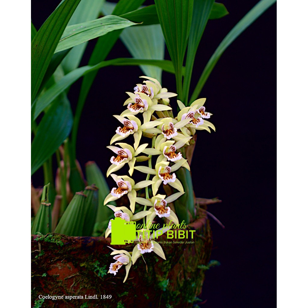 anggrek spesies coelogyne asperata