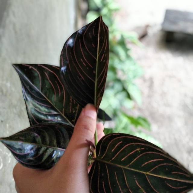 (COD) Aglonema Rotundum Aceh murah (sekilo muat 25an batang)