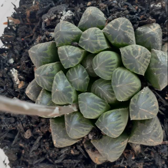 Tanaman hias kaktus sekulen haworthia coperi