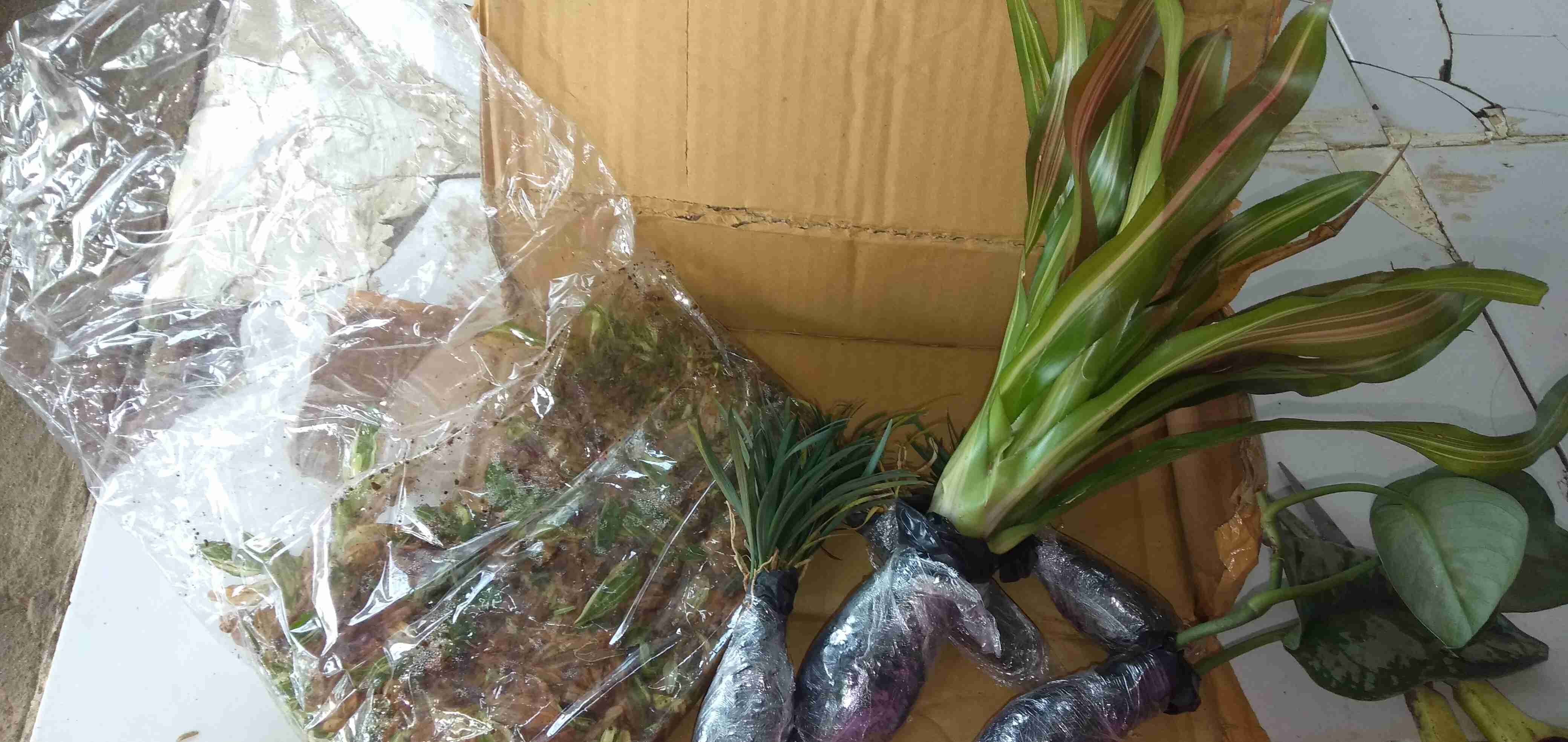 Tanaman Hias Kucai Mini