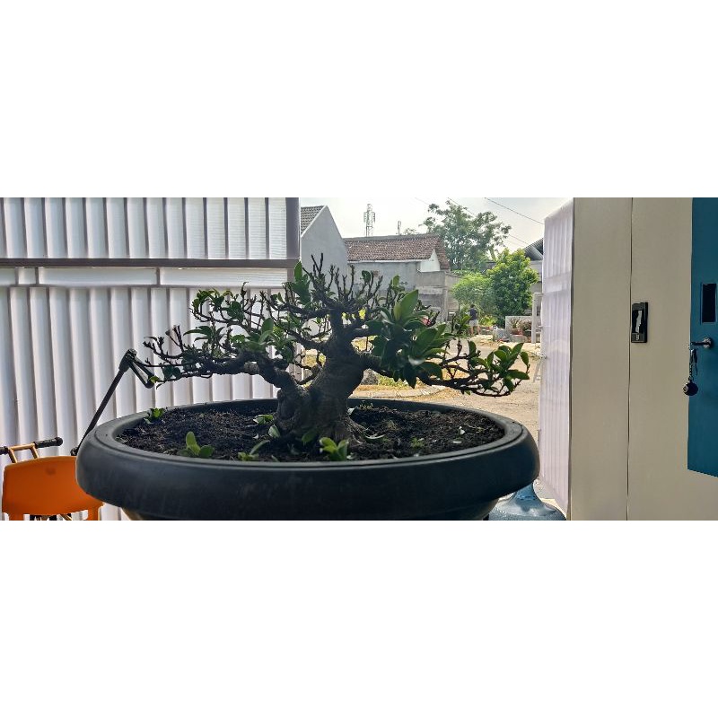 bonsai beringin elegan