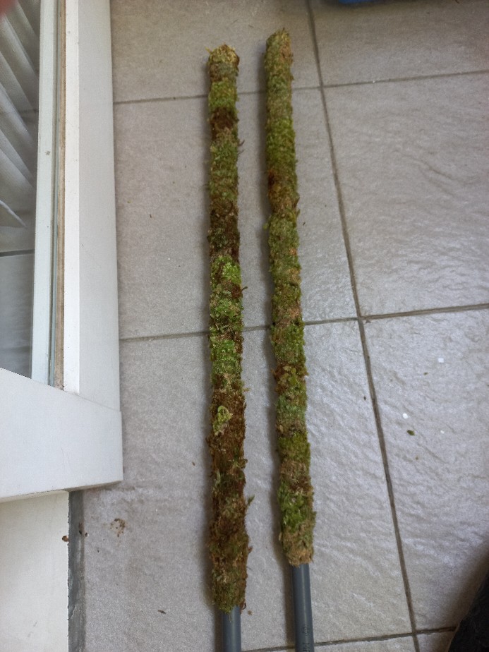 Turus Lumut 70cm Best Seller Harga Murah