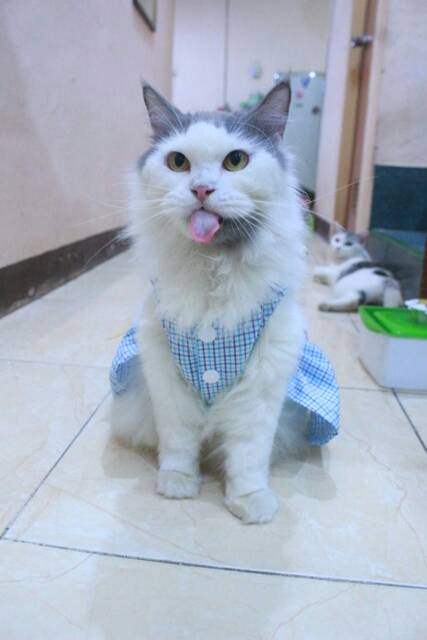 Dress kotak-kotak biru laut lucu untuk kucing dan anjing size S M L XL