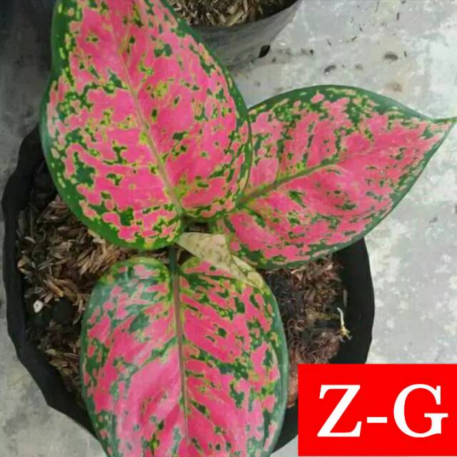 dut anjamani-tanaman hias aglonema dut anjamani