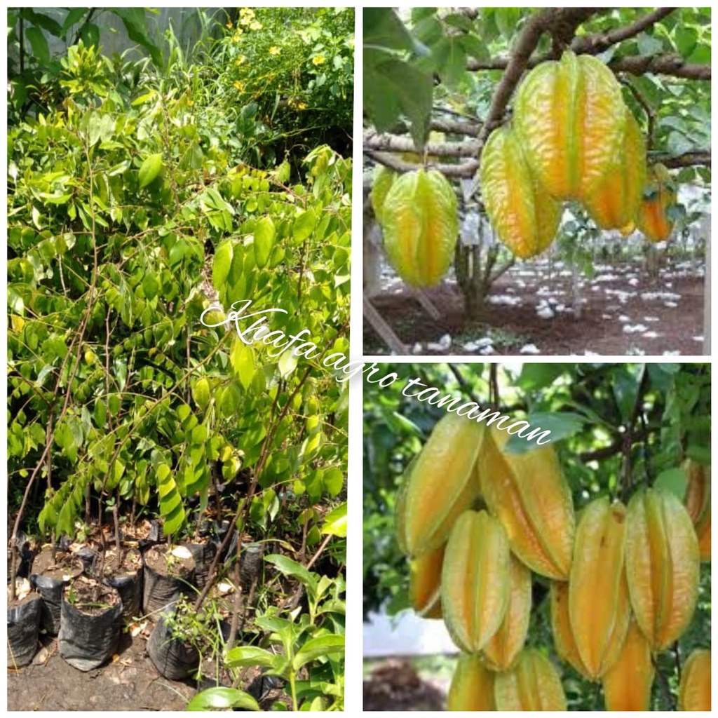 Bibit belimbing bangkok