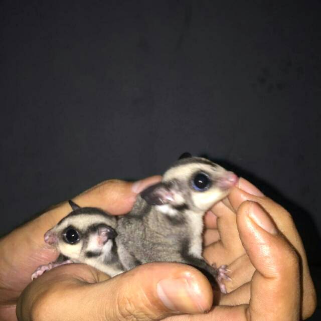 Sugar Glider Joey & Dewasa