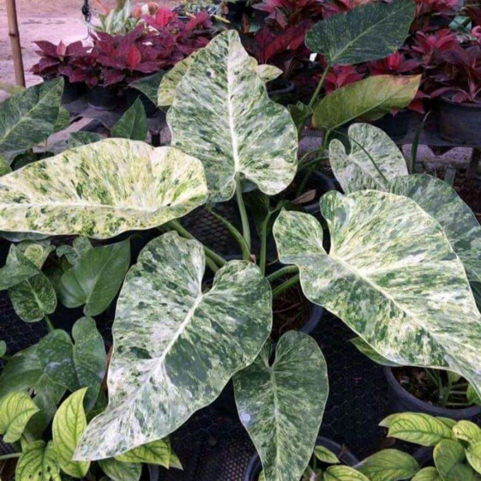 Bibit Bonggol Philodendron Giganteum Varigata