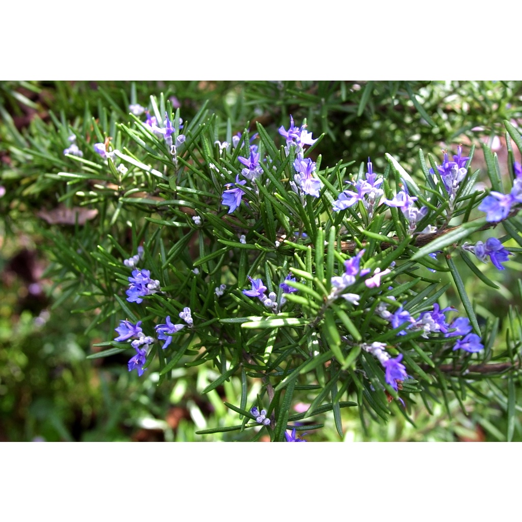 Benih Bibit Biji - Bunga Rosemary (Salvia rosmarinus) Rosemari Herb Seeds - IMPORT