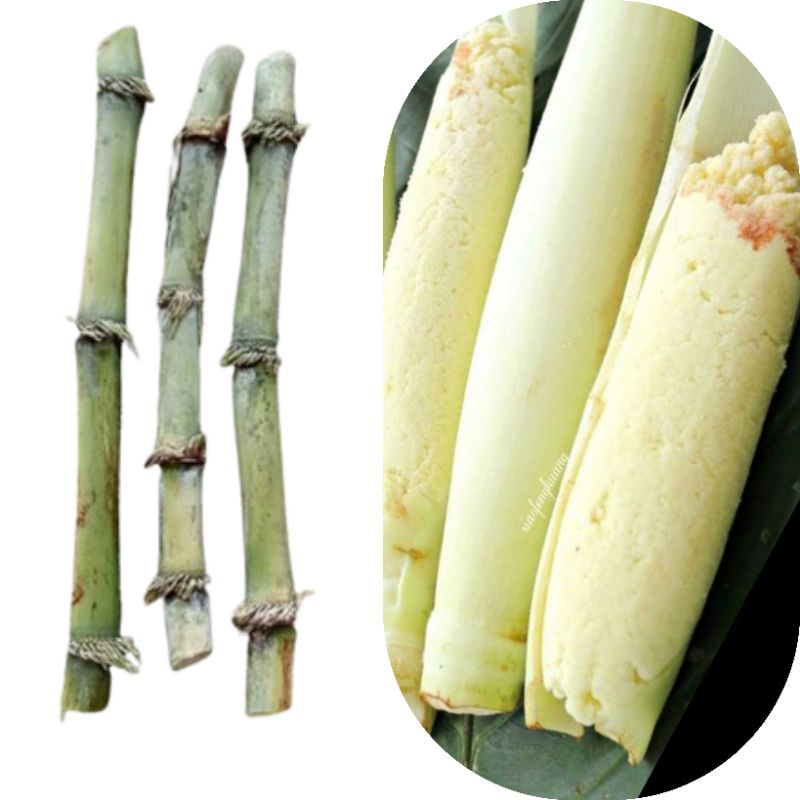 1kg Bibit terubus / telor tebu