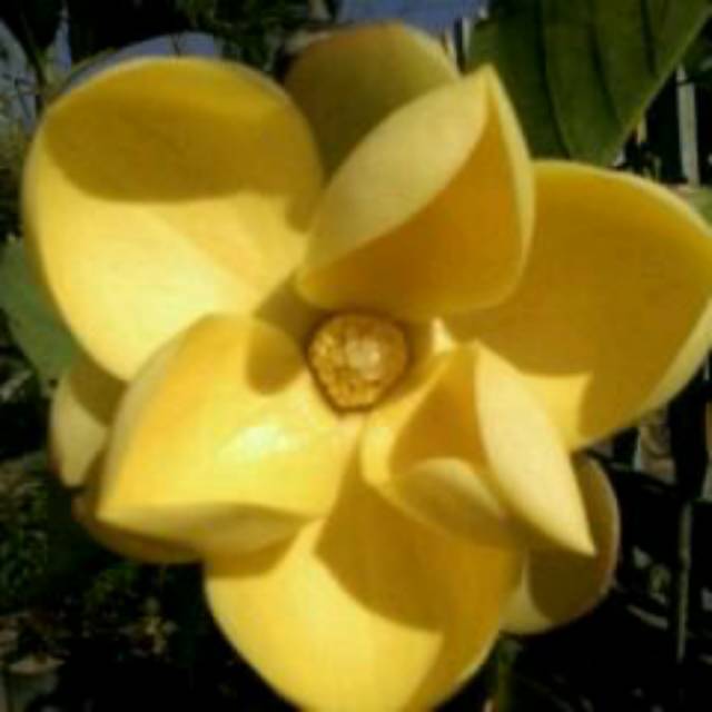 Jual Tanaman Bunga Magnolia Kuning Super Jumbo Indonesia|Shopee Indonesia