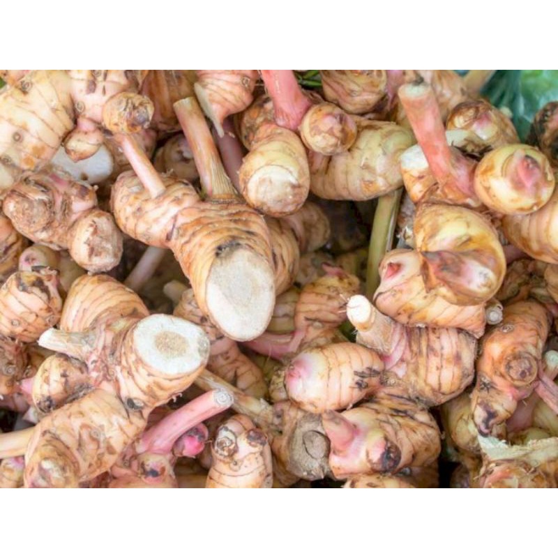 

Lengkuas - Rempah indonesia