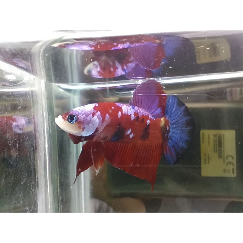 

plakat multi colour male