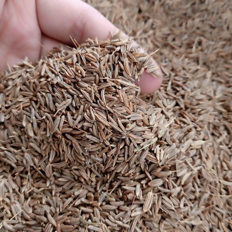 Biji Jinten Jintan Cumin Caraway Seed 100gram fresh dan sangat wangi