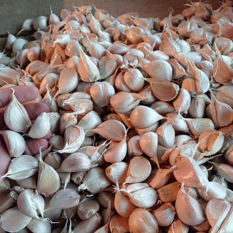 

bawang putih kating 1kg