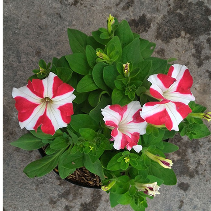 Tanaman Hias Bunga Petunia Pink Putih