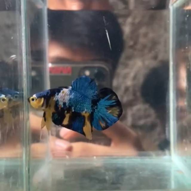 HIASAN AQUARIUM IKAN CUPANG YELLOW BASE SIZE M REAL PICT