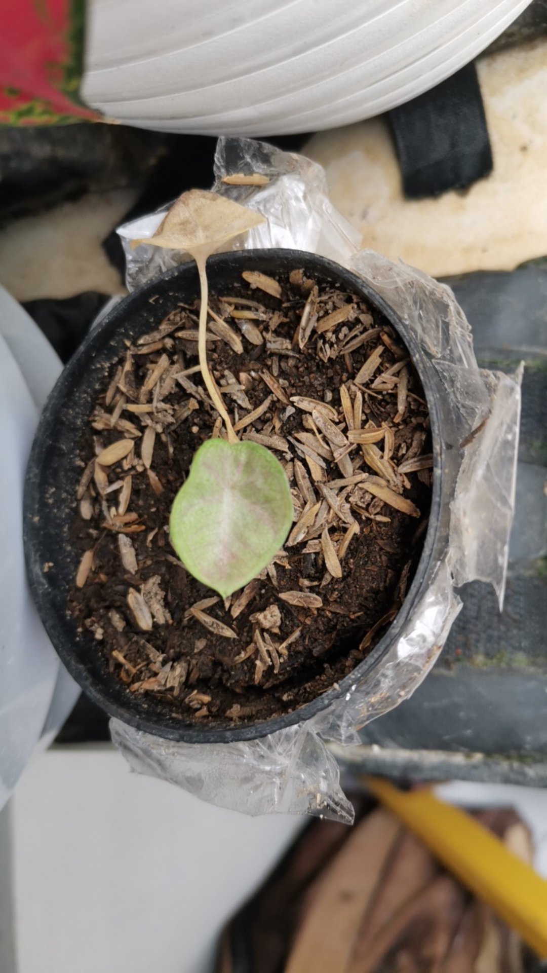 Bibit Tanaman Hias / Keladi / Caladium Pinky Boys