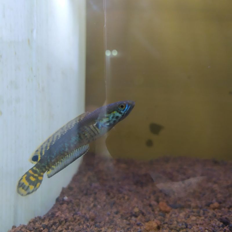 channa bleheri, rainbow snakehead 6-7 cm