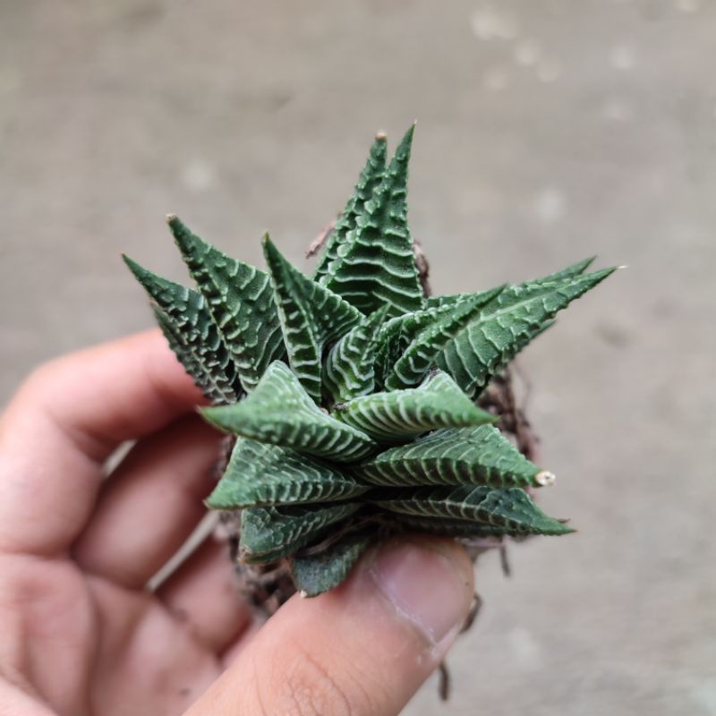 Sukulen Haworthia murah/Haworthia hybrid 'Andy'